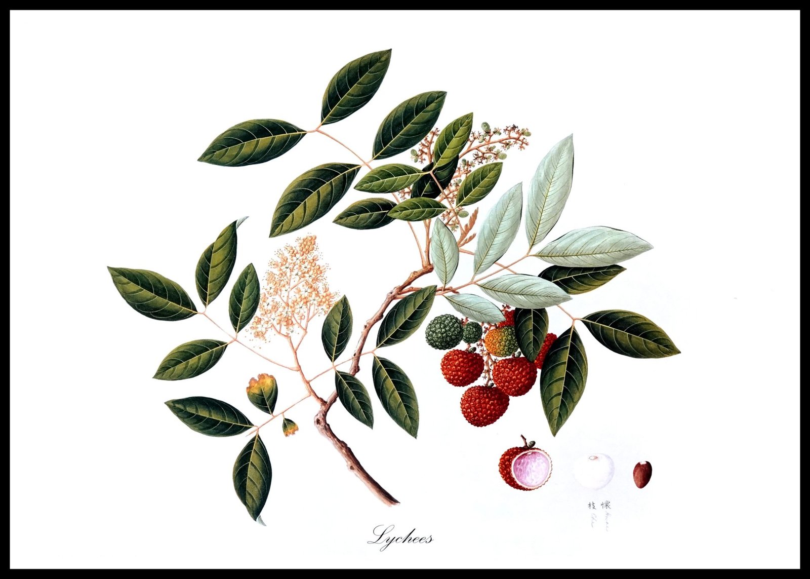 ALP E13013 Lychees (Antique Prints)